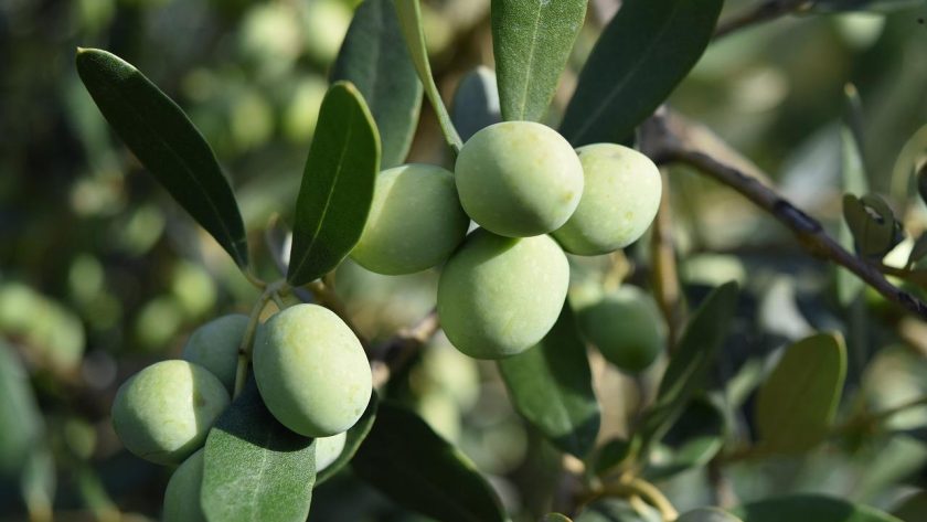 Olivo