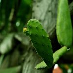 Opuntia