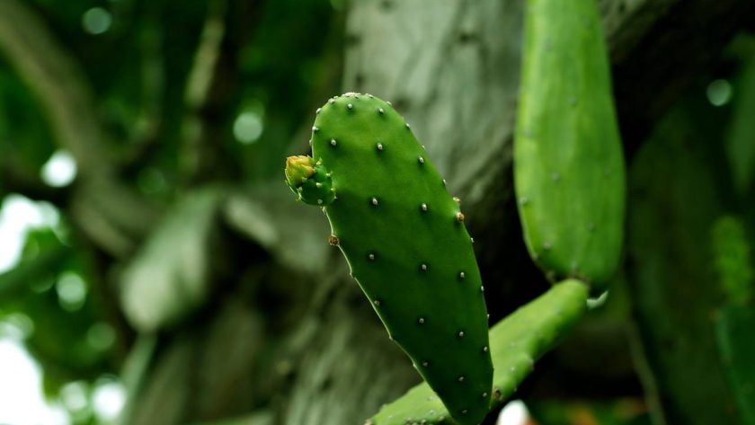 Opuntia