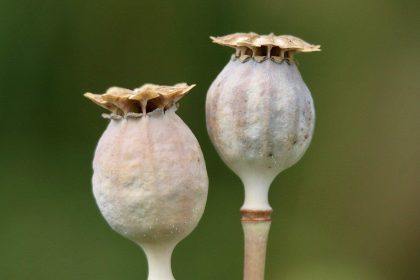 Papavero da Oppio
