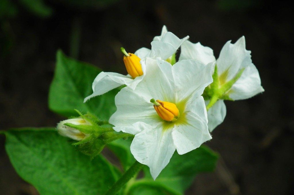 Patata