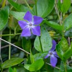Pervinca