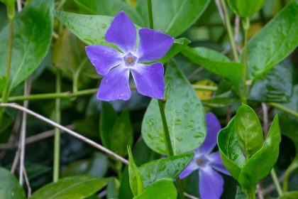Pervinca