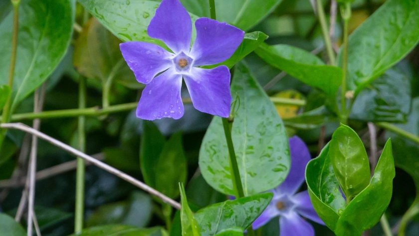 Pervinca
