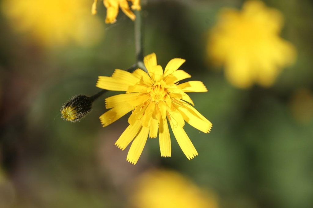 Pilosella