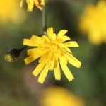 Pilosella