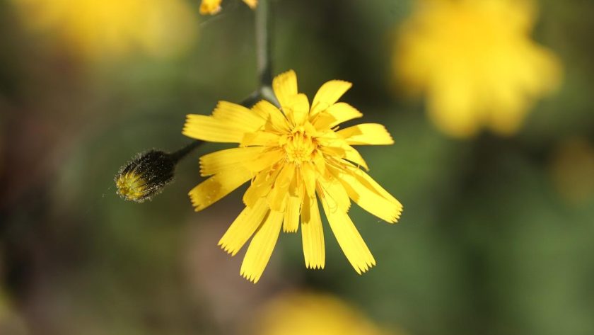 Pilosella