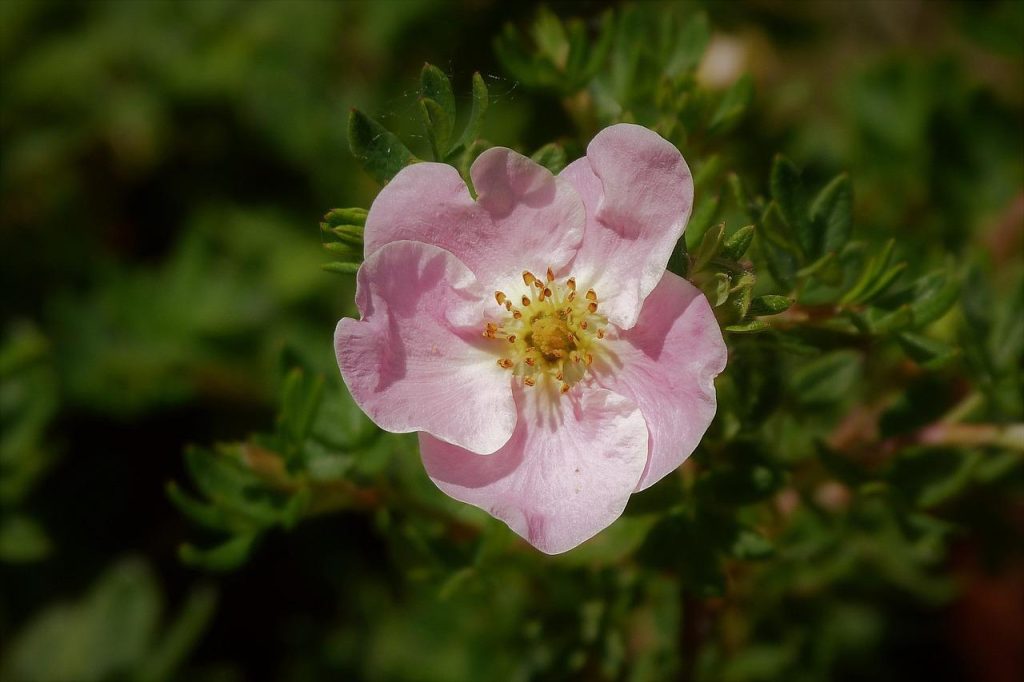 Potentilla