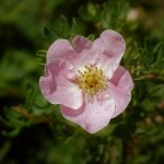 Potentilla