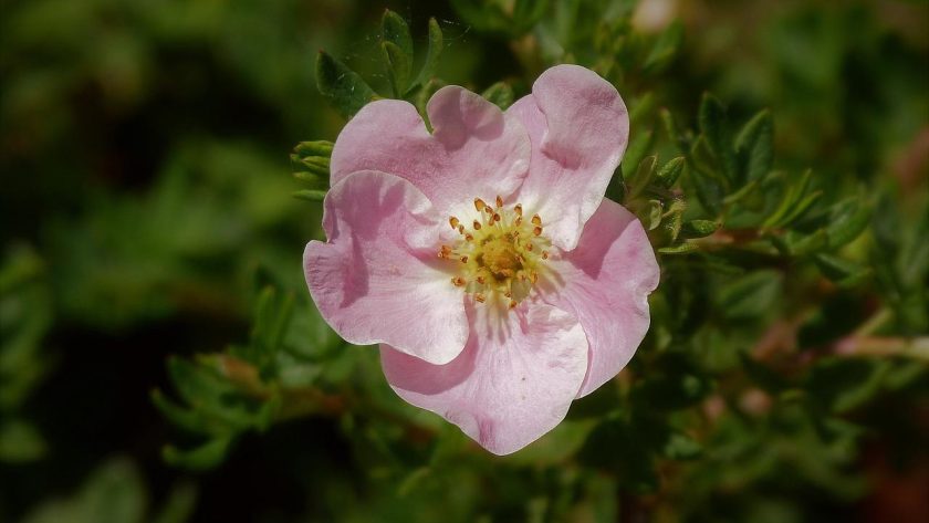 Potentilla
