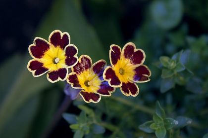 Primula