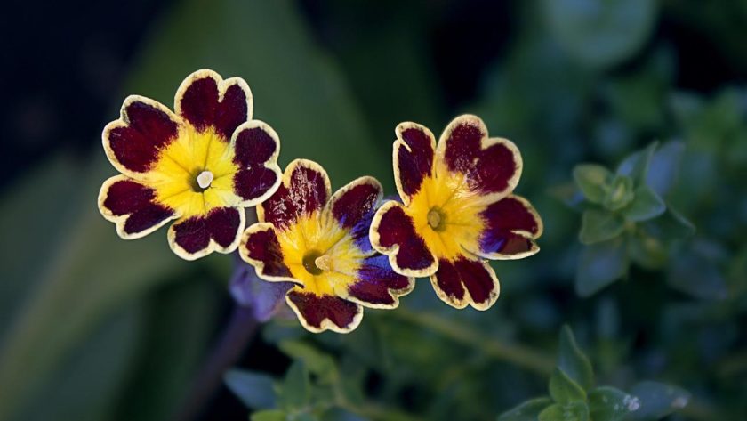 Primula