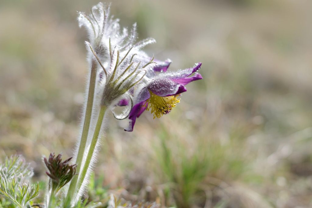 Pulsatilla