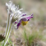 Pulsatilla