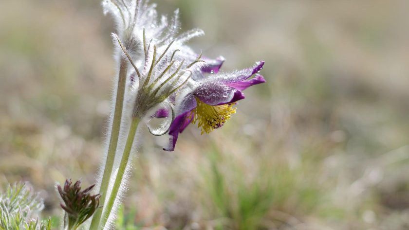 Pulsatilla