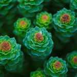 Rhodiola