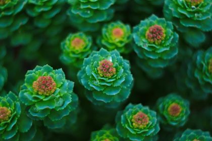 Rhodiola