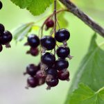 Ribes Nero