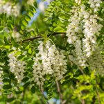 Robinia