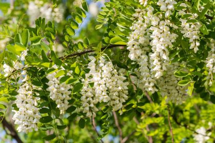 Robinia