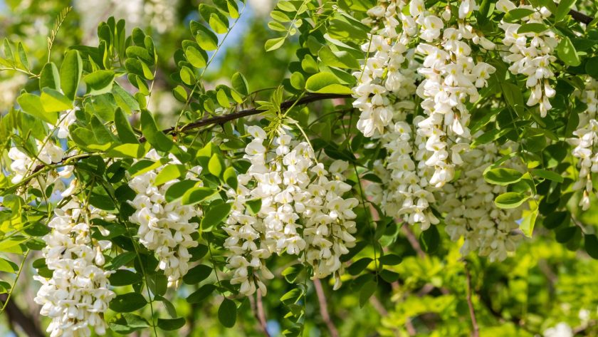 Robinia
