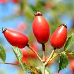 Rosa Canina