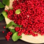 Schisandra
