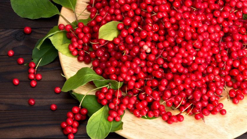 Schisandra