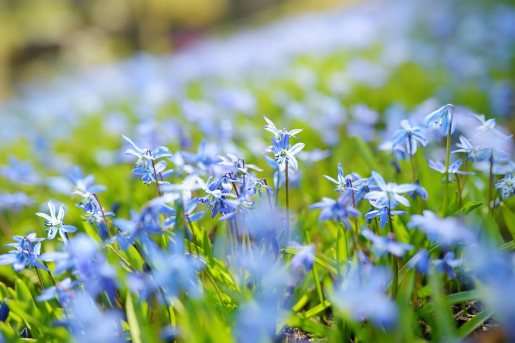 Scilla