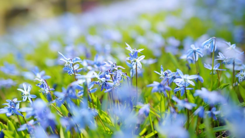Scilla