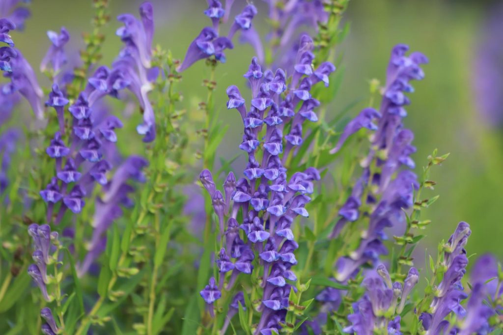 Scutellaria