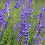 Scutellaria