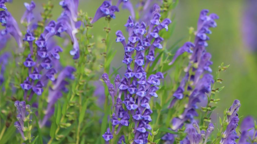 Scutellaria