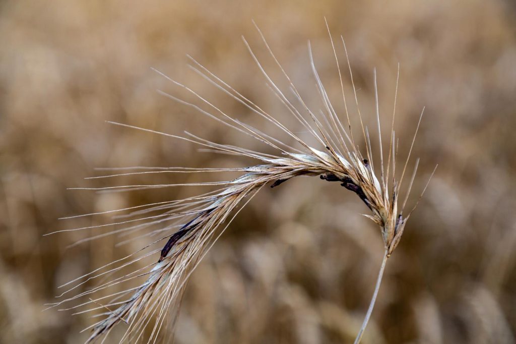 Segale Cornuta