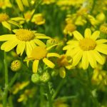 Senecione
