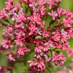 Valeriana Rossa