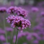 Verbena Odorosa