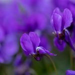 Viola Mammola