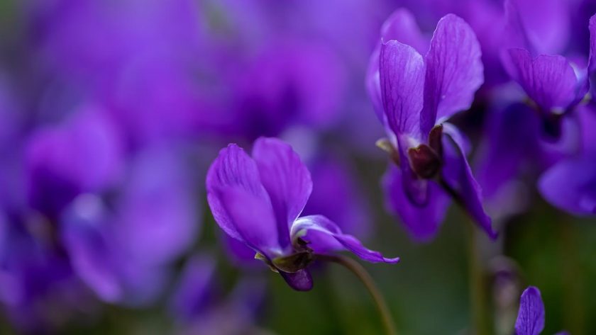 Viola Mammola