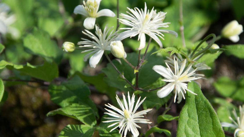 Vitalba