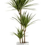 Yucca