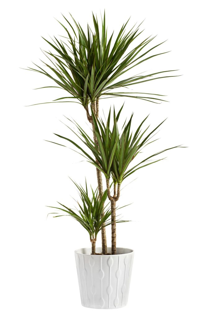 Yucca