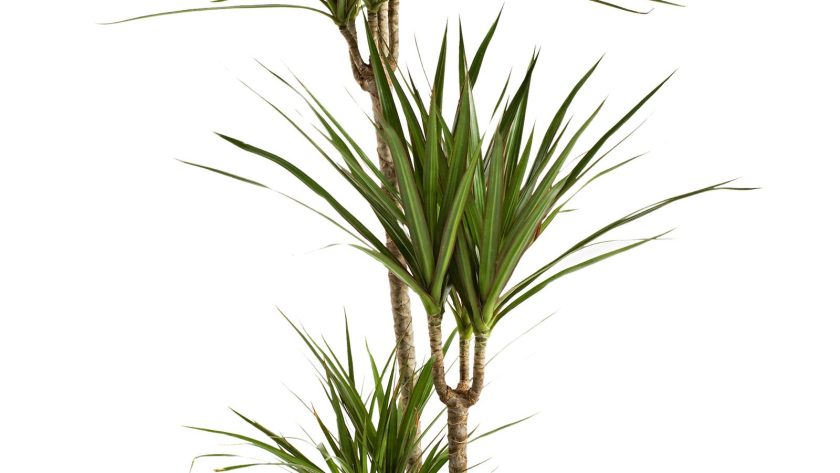 Yucca