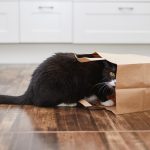 Perché i gatti hanno paura dei cetrioli?
