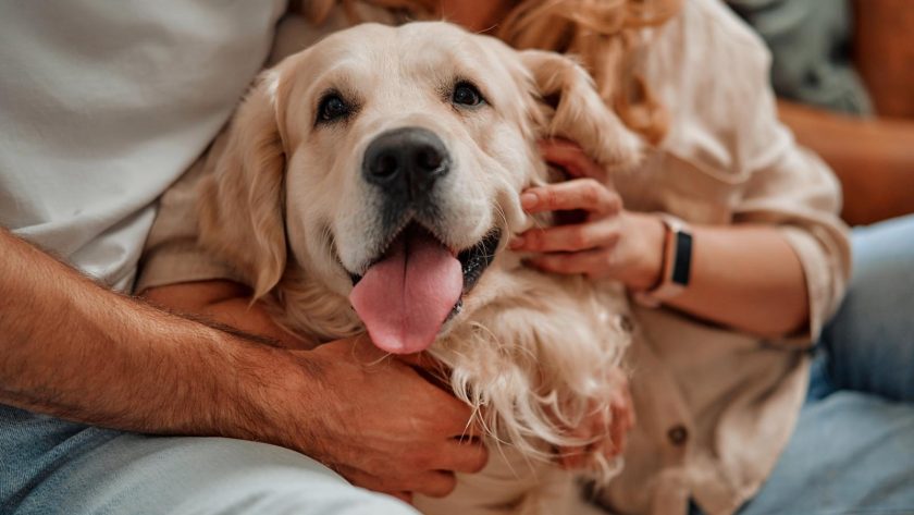 Perché il cane si mette in mezzo quando ci abbracciamo?